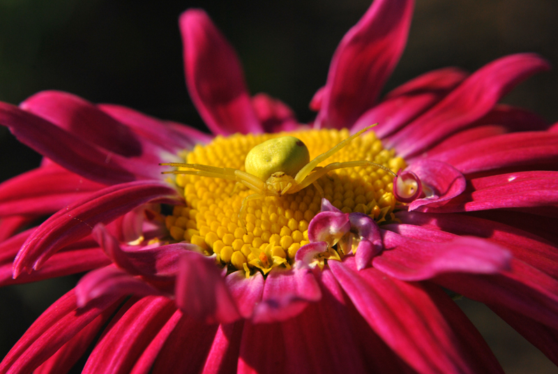 Misumena_vatia_