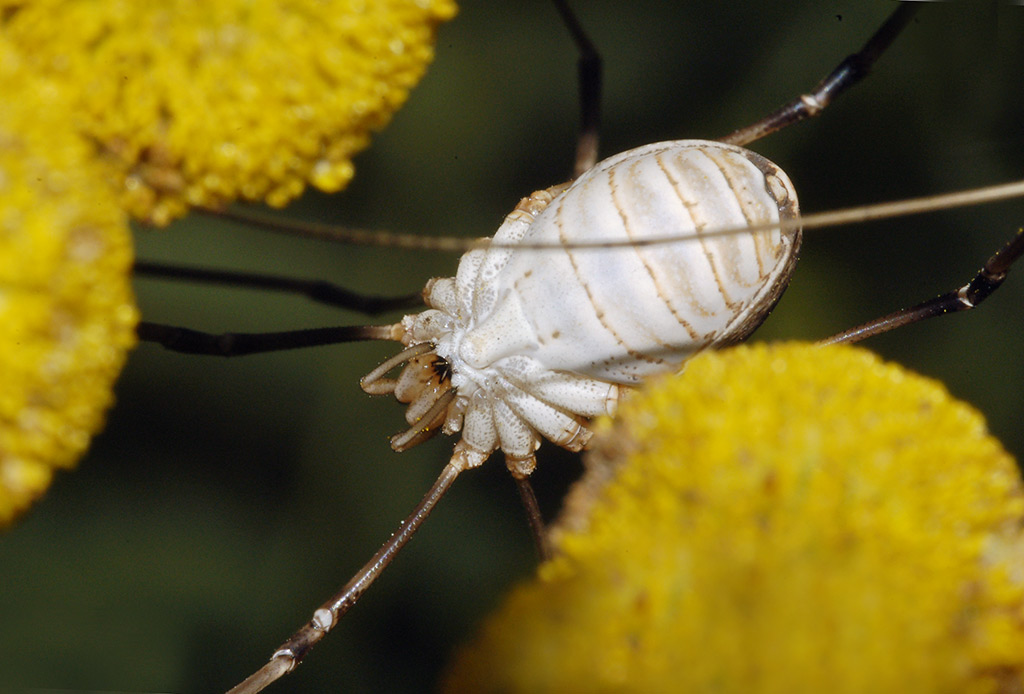 Opiliones4961