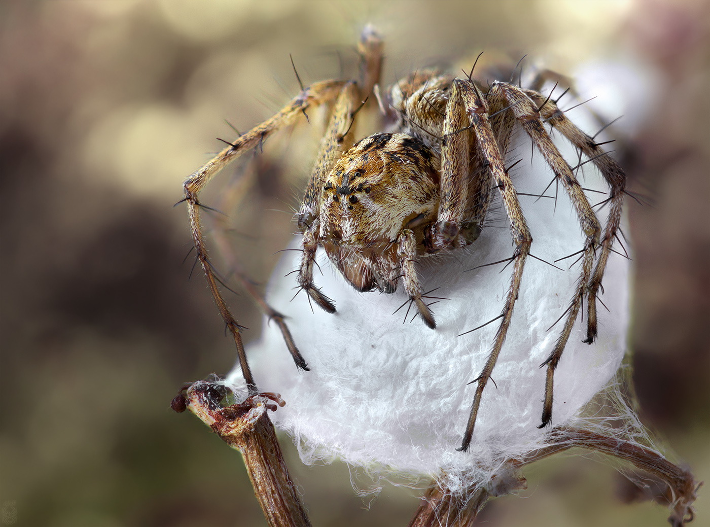 Oxyopes-heterophtalmus_-female-with-an-eggsack