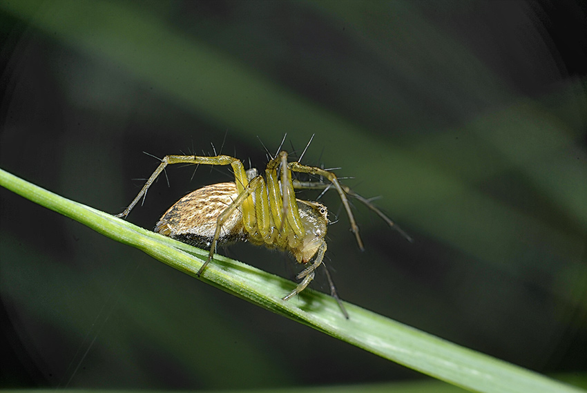 Oxyopes_lineatus_6591a
