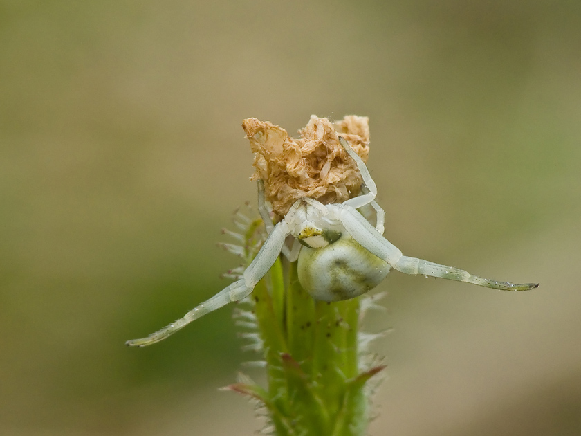 P1120822_raw_macroclub