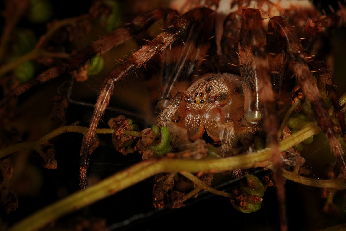 Paprastasis_kry_iuotis_-_2