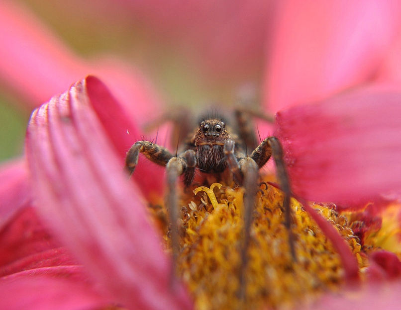 Pardosa_Amentata_4_1