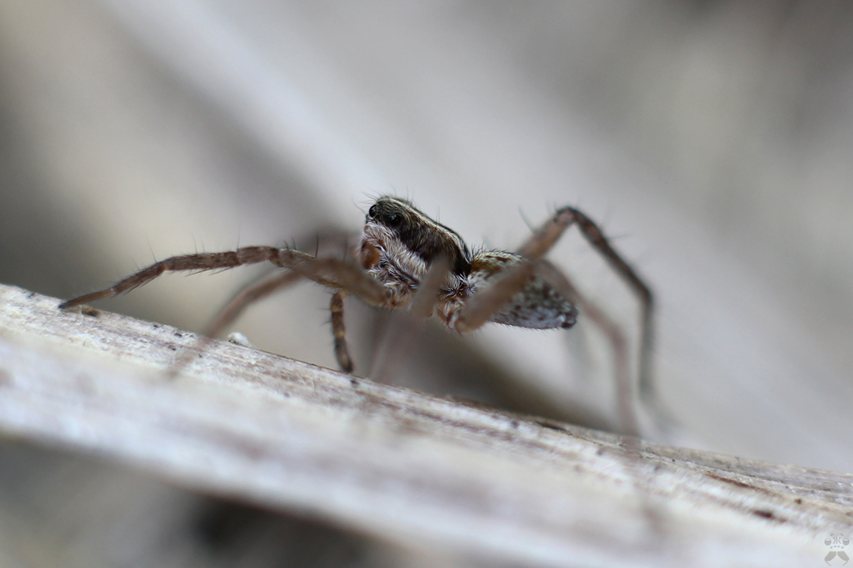 Pardosa_vittata_Keyserling_1863_