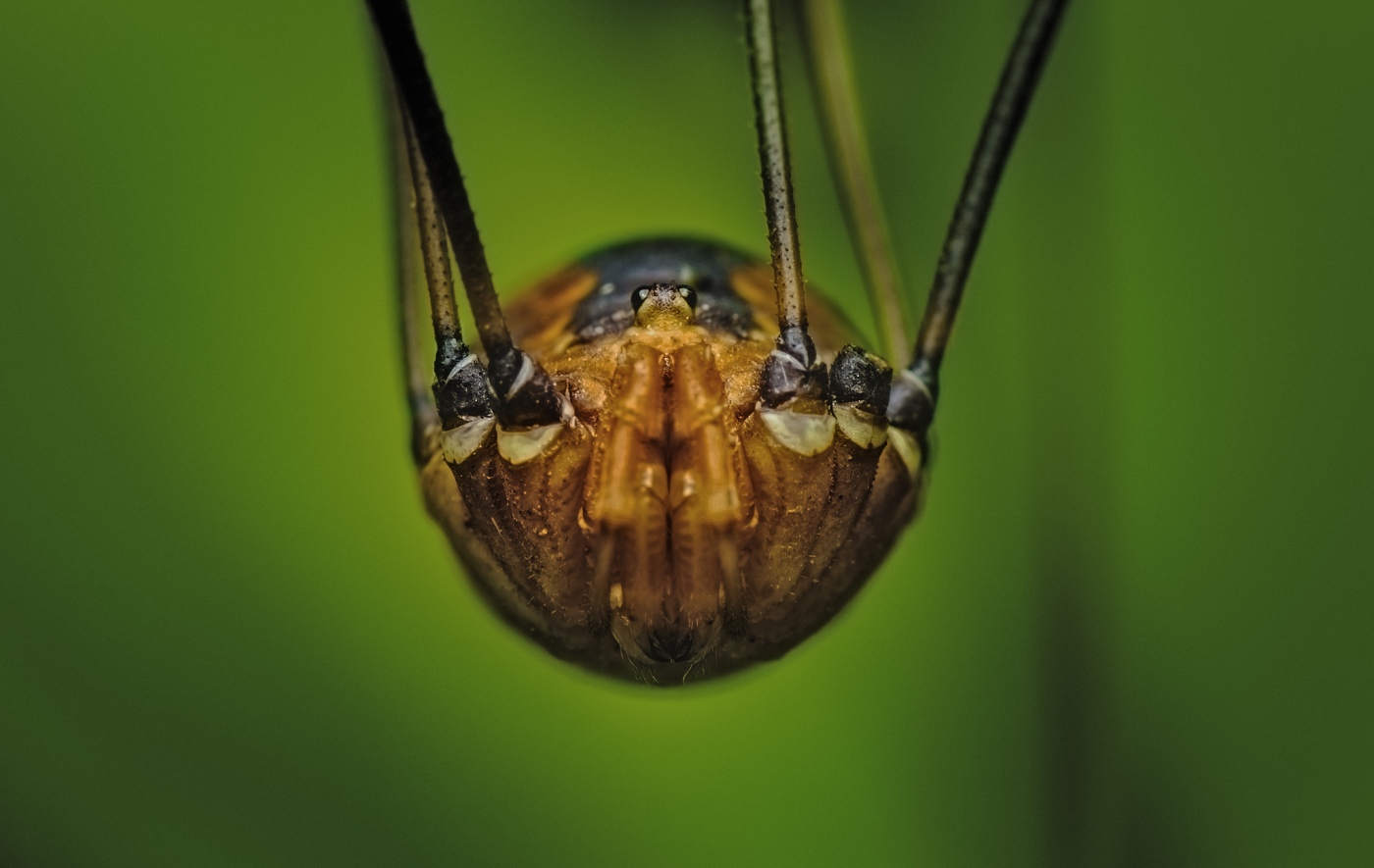 SGP9249-harvestmen-EF