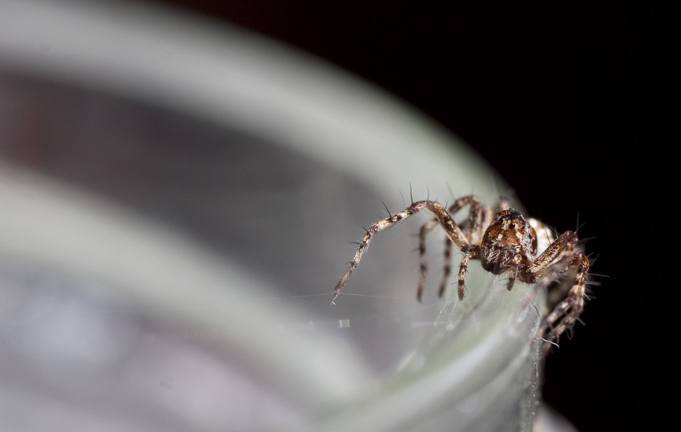 Spider27