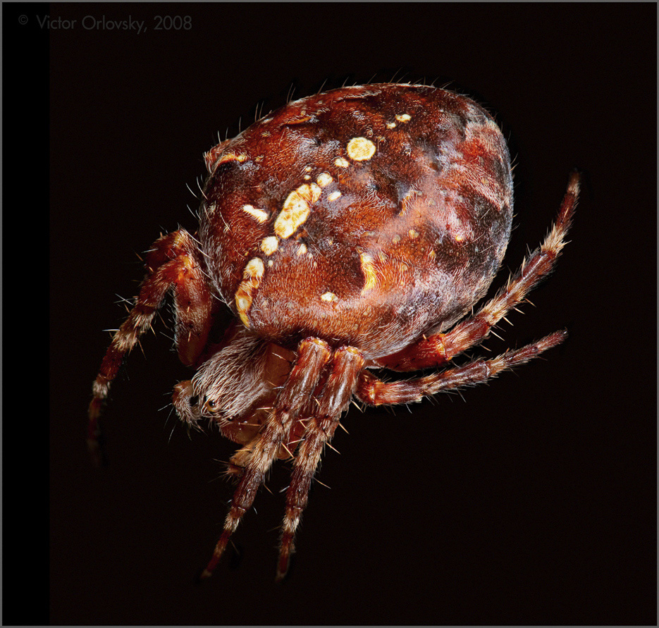Spider_2