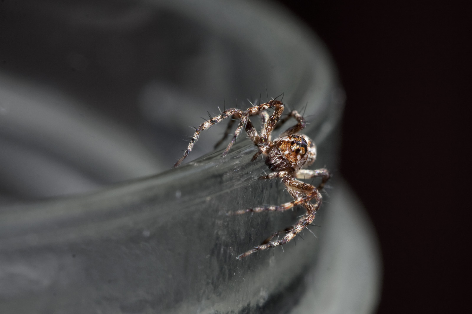 Spider_22