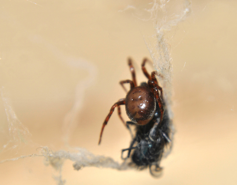 Steatoda_bipunctata