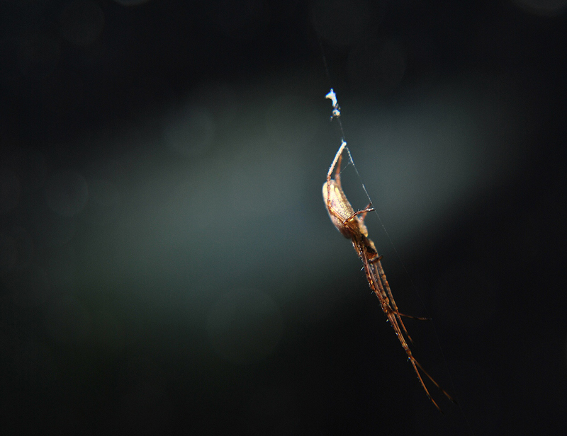 Tetragnatha