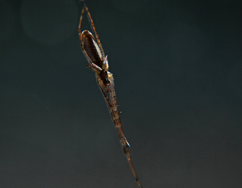 Tetragnatha1