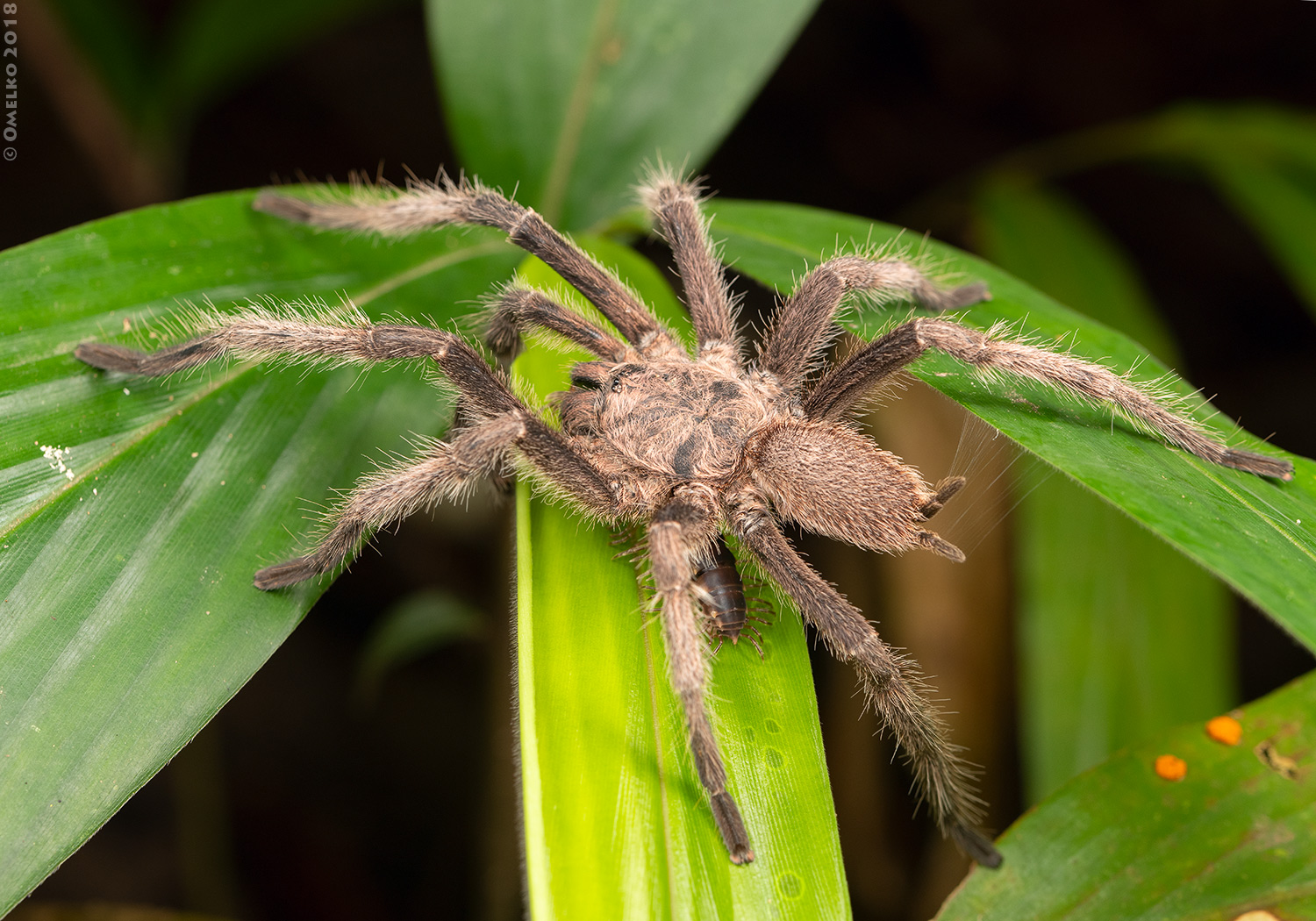 Thailand_Koh_Chang-0353_2_-1500