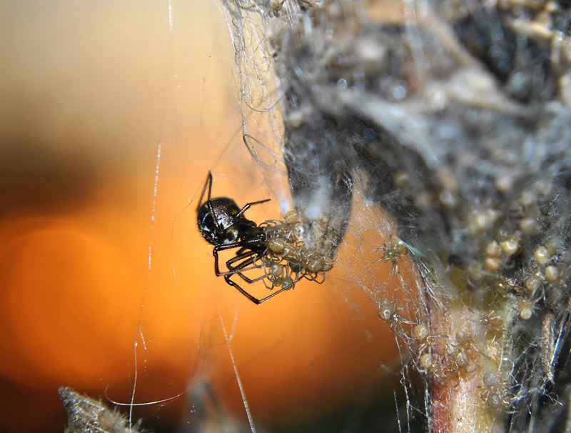 Theridion_sisyphium