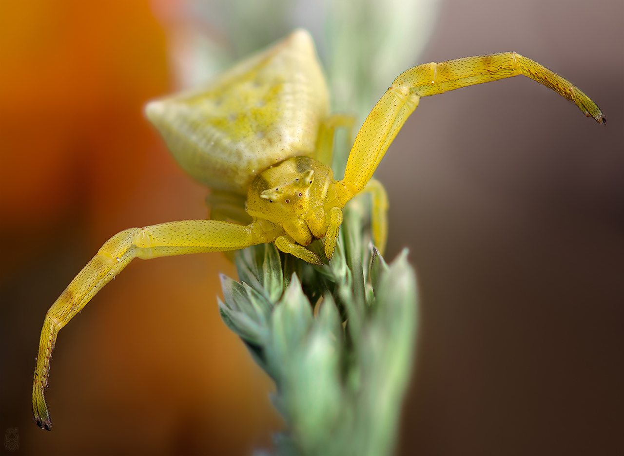 Thomisus-onustus_-female