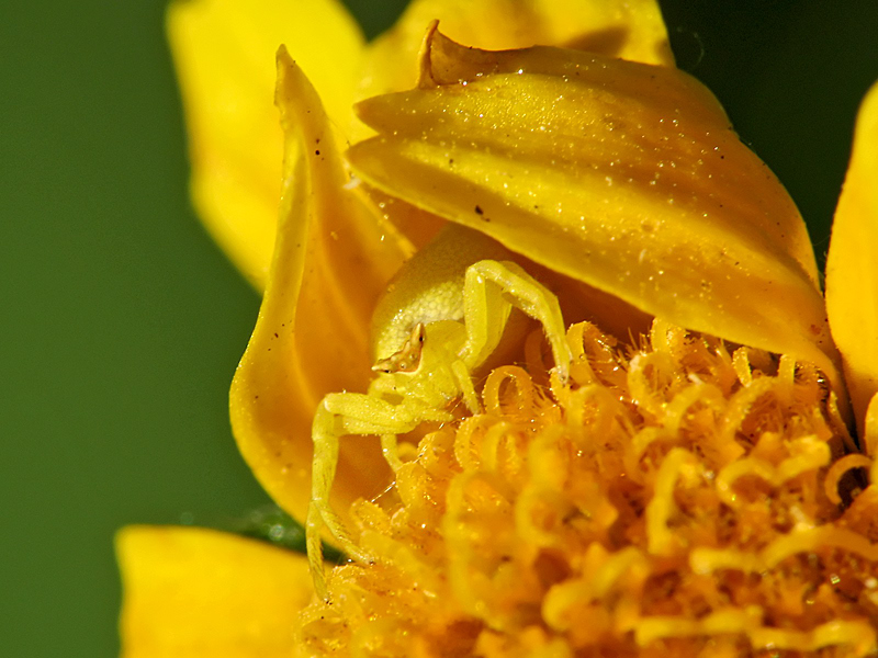 Thomisus_onustus02_yellow