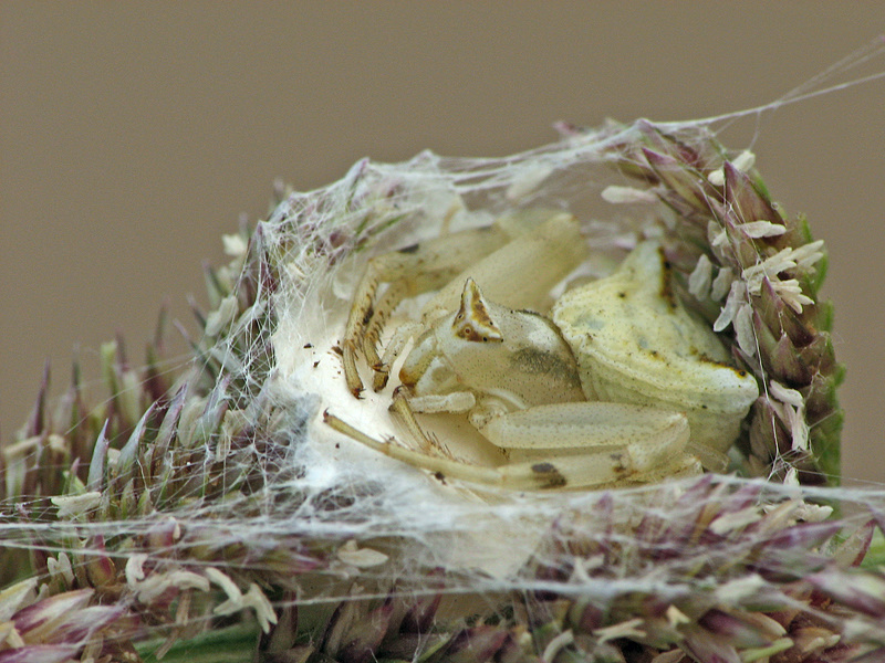 Thomisus_onustus03_greenish