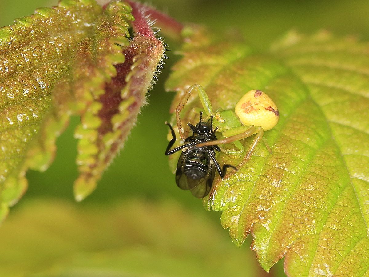 U7A3241_29April2017_Alexander_Zelenko