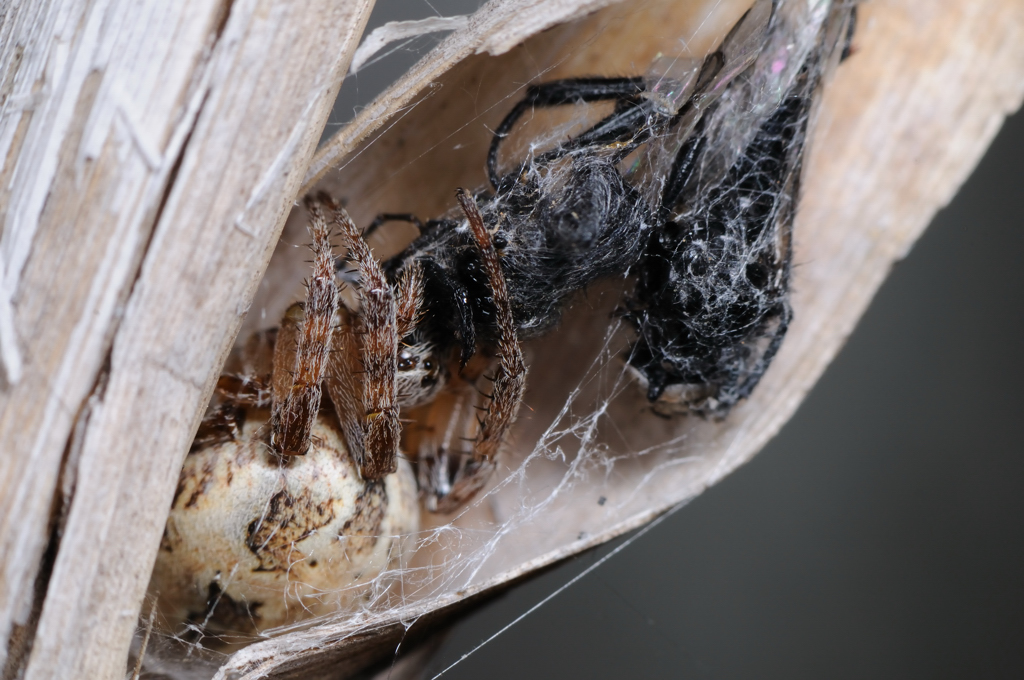 ahtuba_2009_macro_137-s