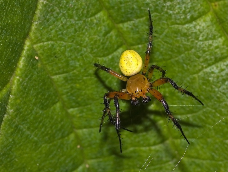araniella_cucurbitina