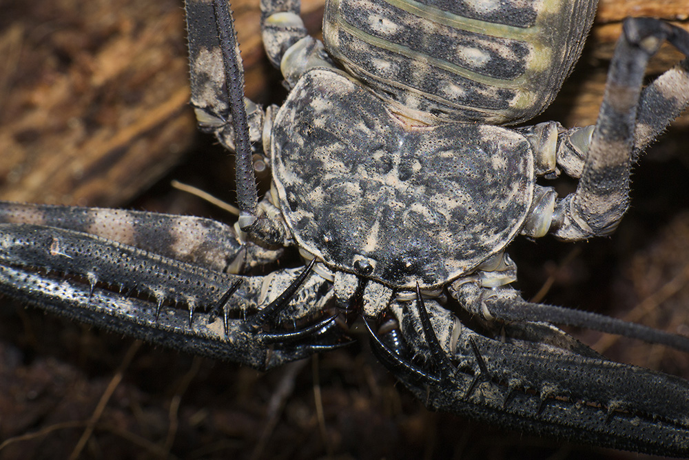 by_pterinochylus-d5tkbxi