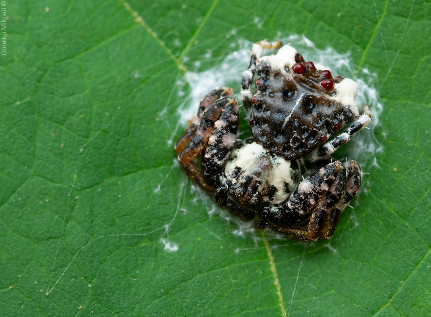 dung-crab-spider-1500