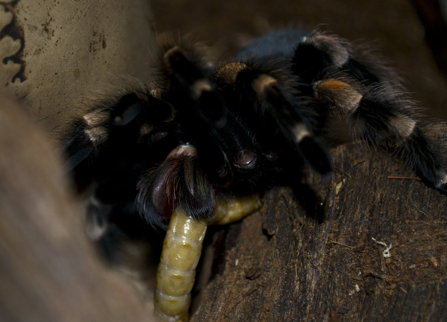 hunter_and_prey_by_pterinochylus-d4is1qt