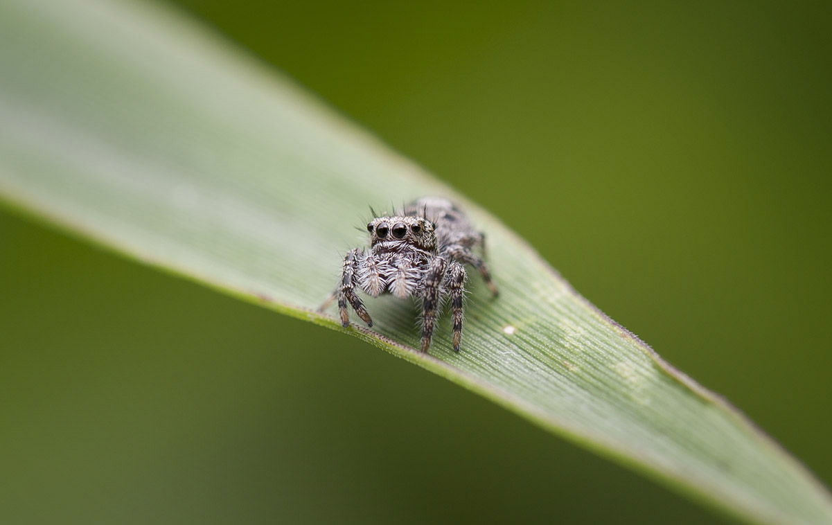 jumping_spider1200