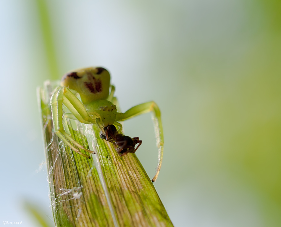 mal_shashlychok_da_dorog-res