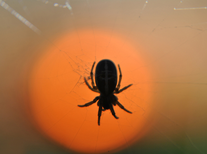 spider_2_
