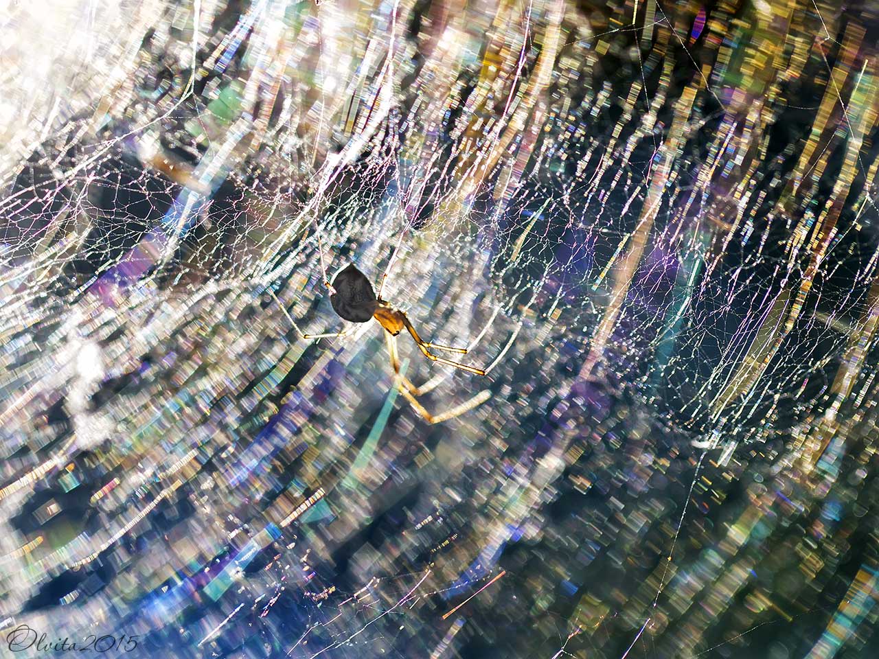 spider_in_the_web_of_a_colorful_rainbow_abstract_background2