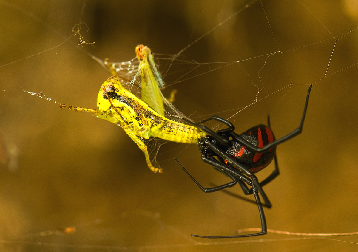 viuda-negra-ago-2010_4523