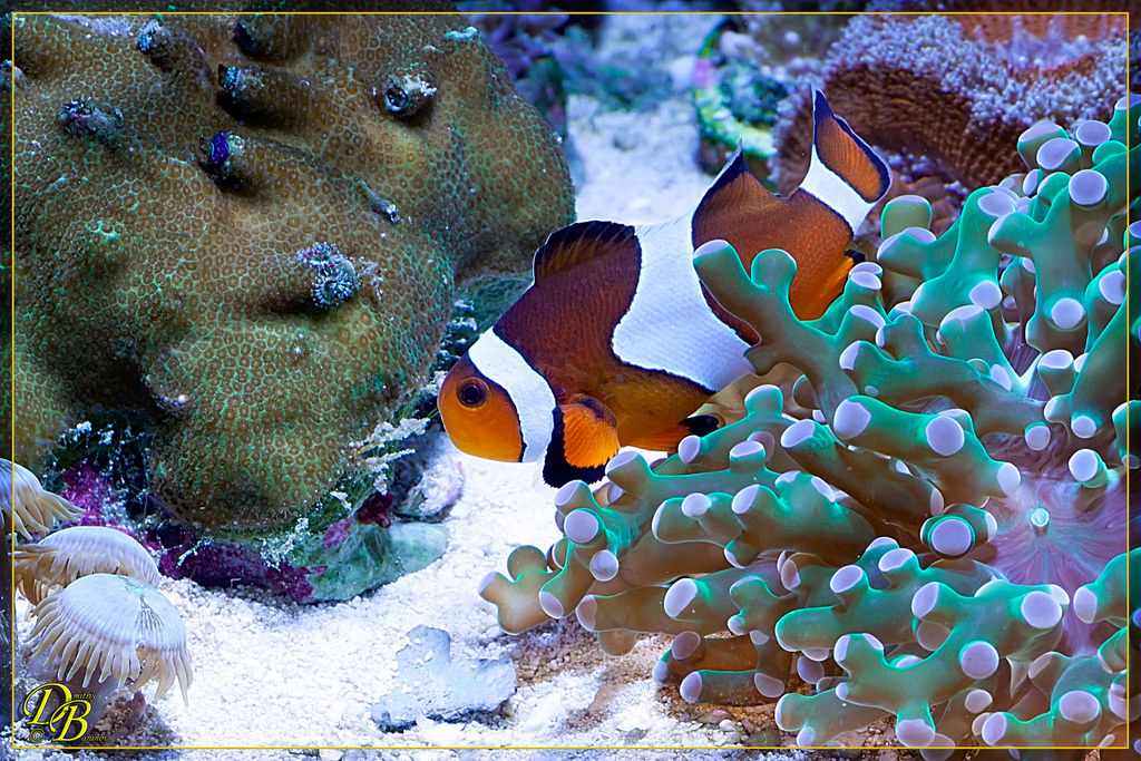 Amphiprion_ocellaris