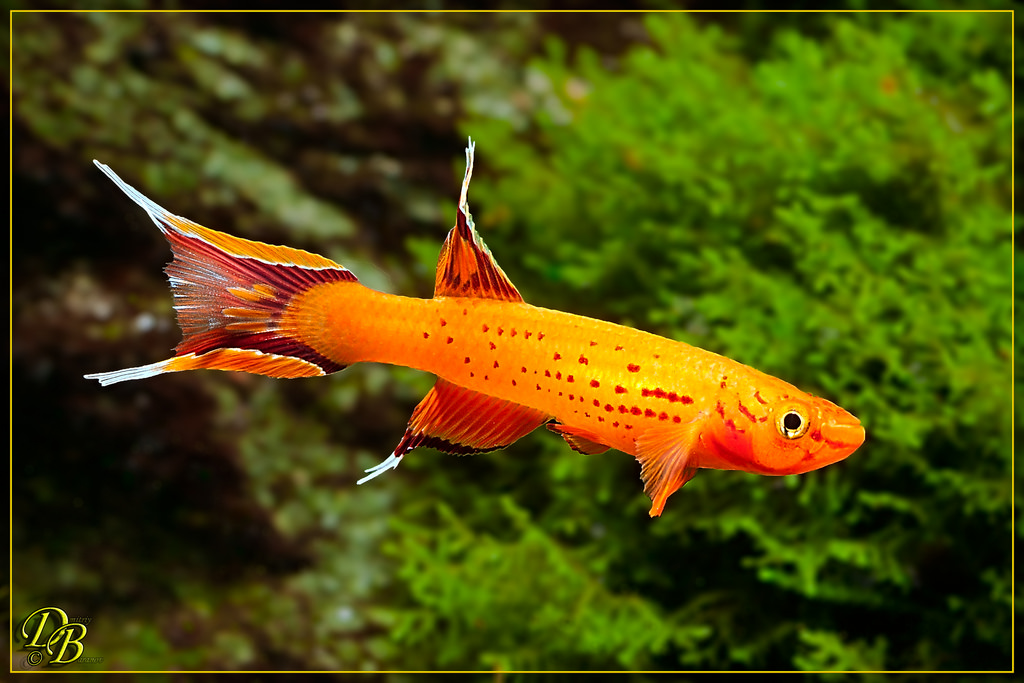 Aphyosemion_australe_orange