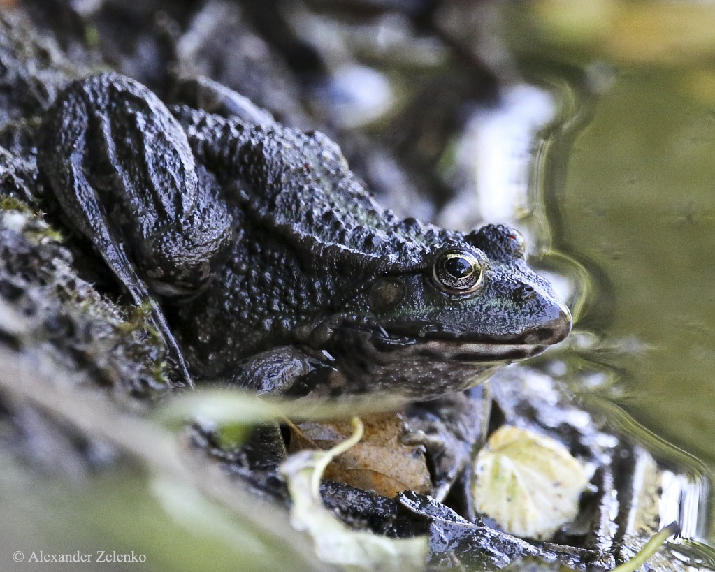 BU7A0083_1_18September2015_Alexander_Zelenko