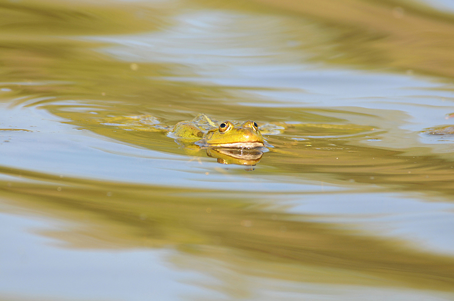 Hollivydskaia_ylibka_