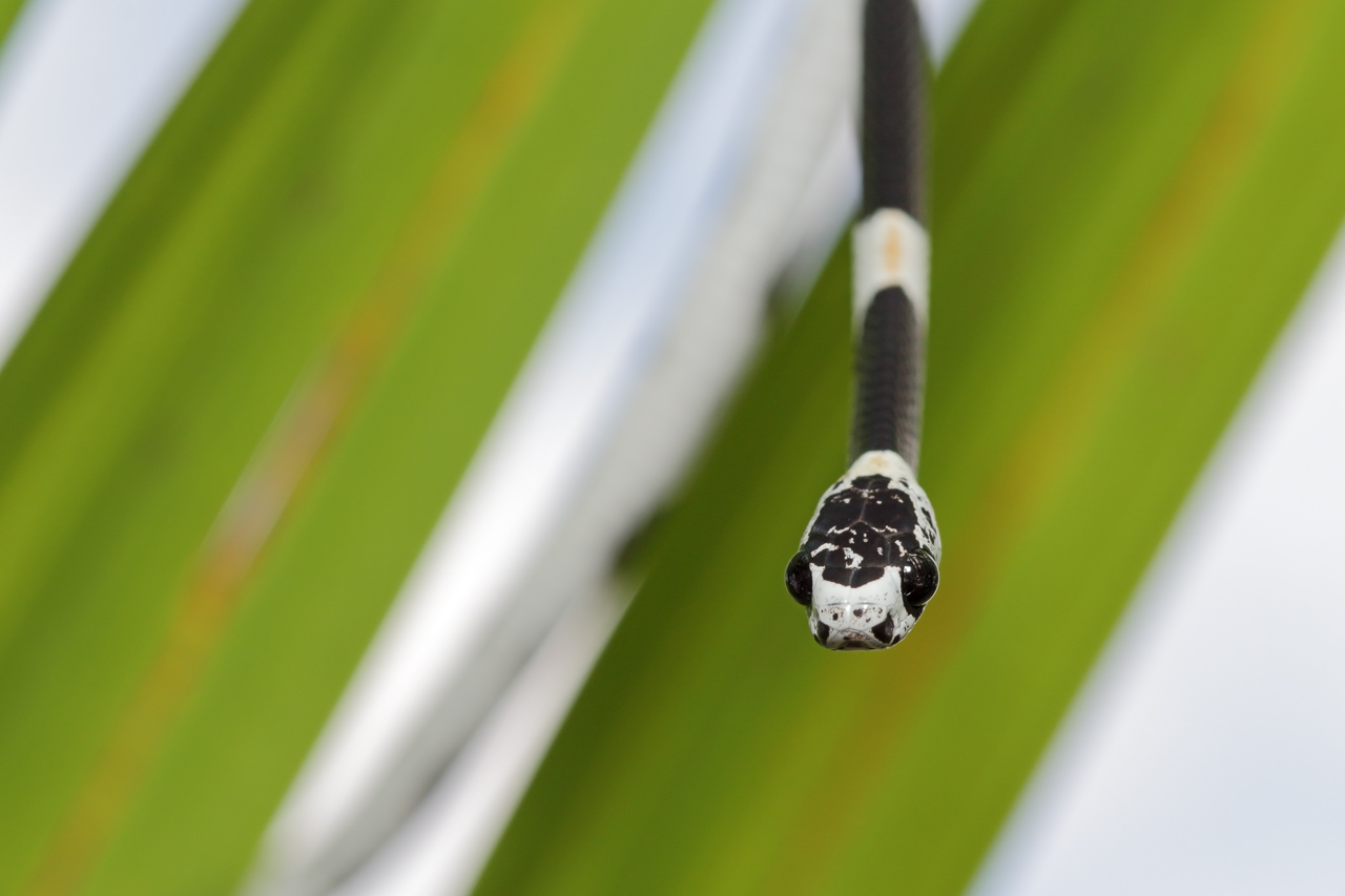 IMG_5247-Dipsas_catesbyi