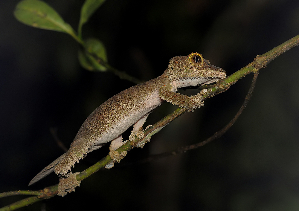 LAO_1102-1-_filtered