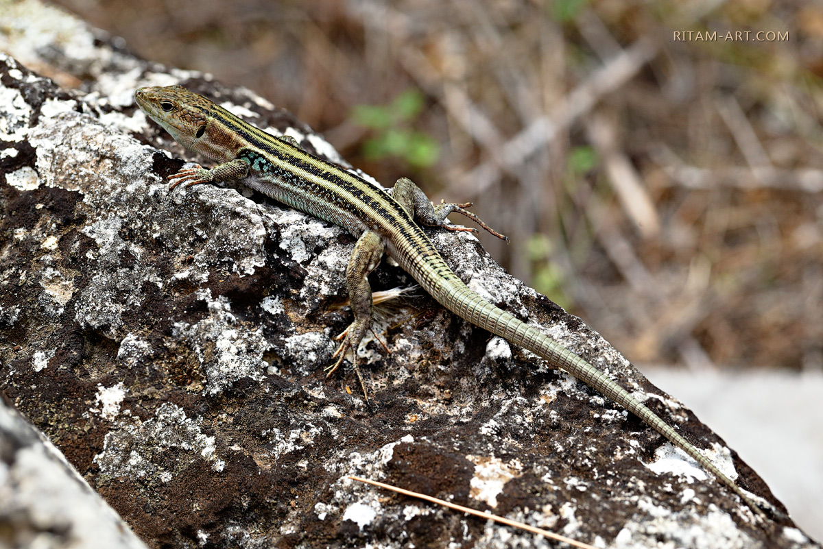 Lizard_Greece_Ritam-W