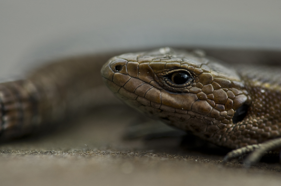 Lyo-110416-114228-1-