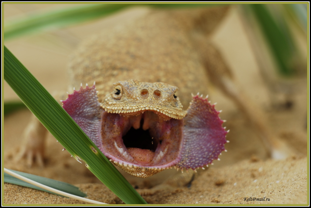 Phrynocephalus_mystaceus