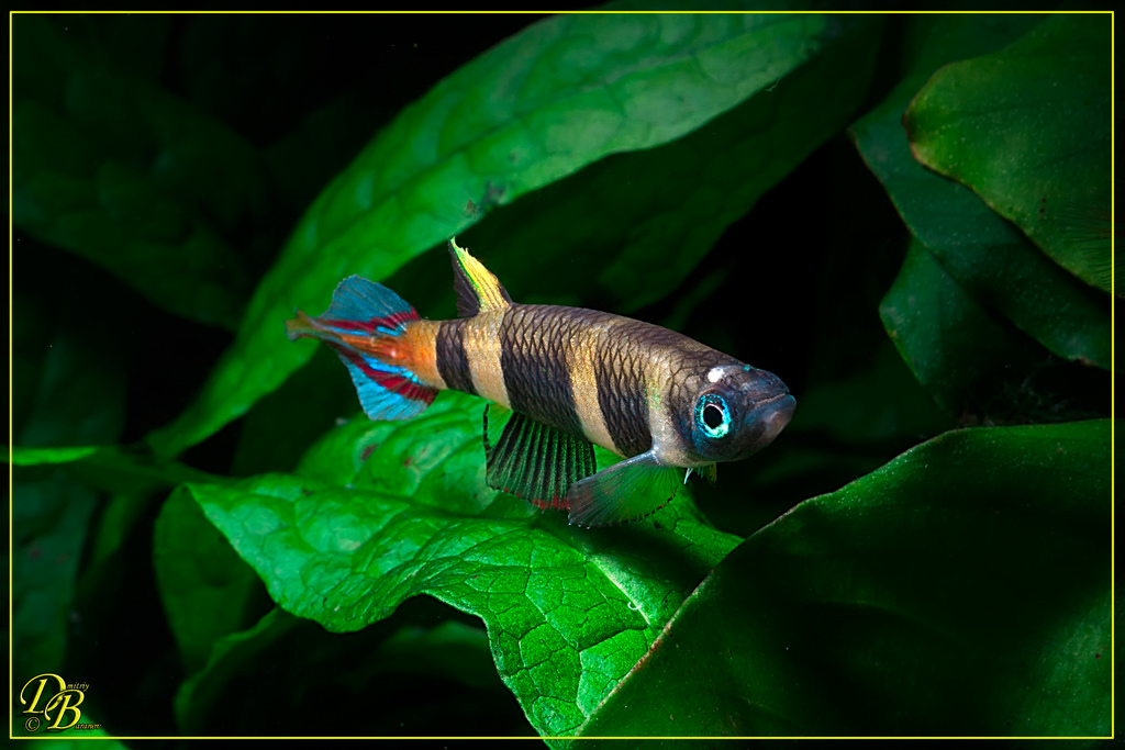 Pseudoepiplatys_annulatus