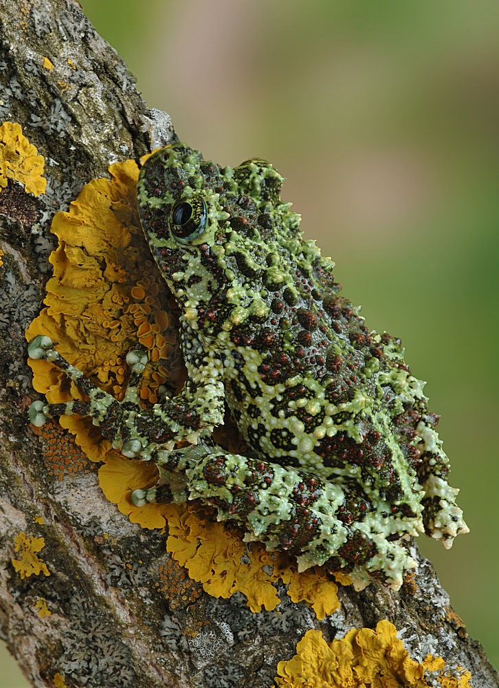 Rhacophorus_omeimontis