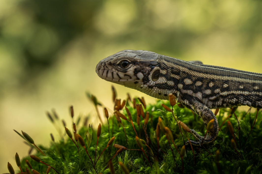 SAV03297_copy_1065x710