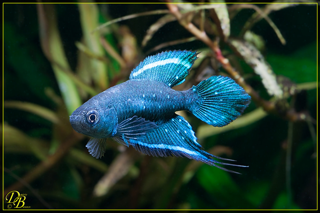 Spectrolebias_chacoensis_PYEH_2006-15_