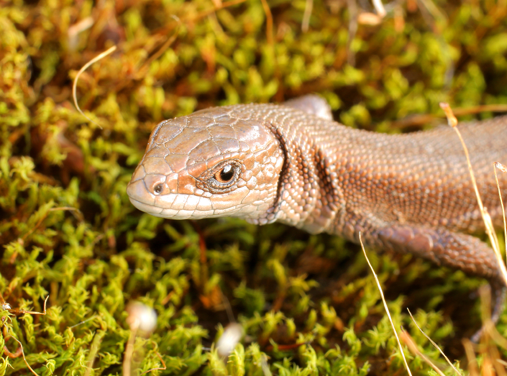 lizard_1024