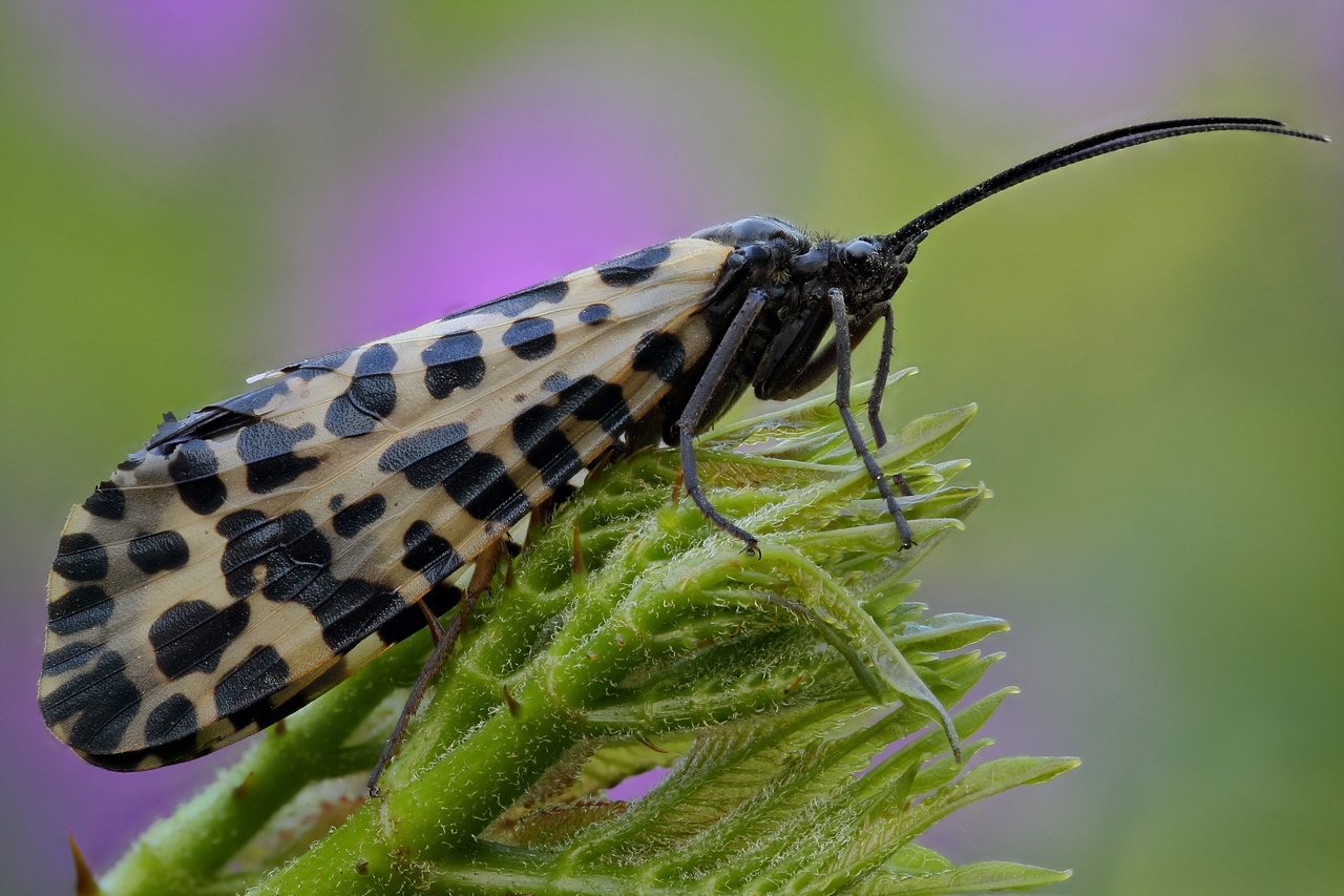 2017-05-30-22_24_34_ZS_PMax