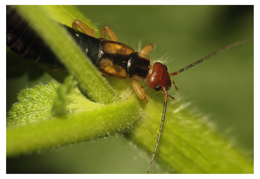 2Forficula7276