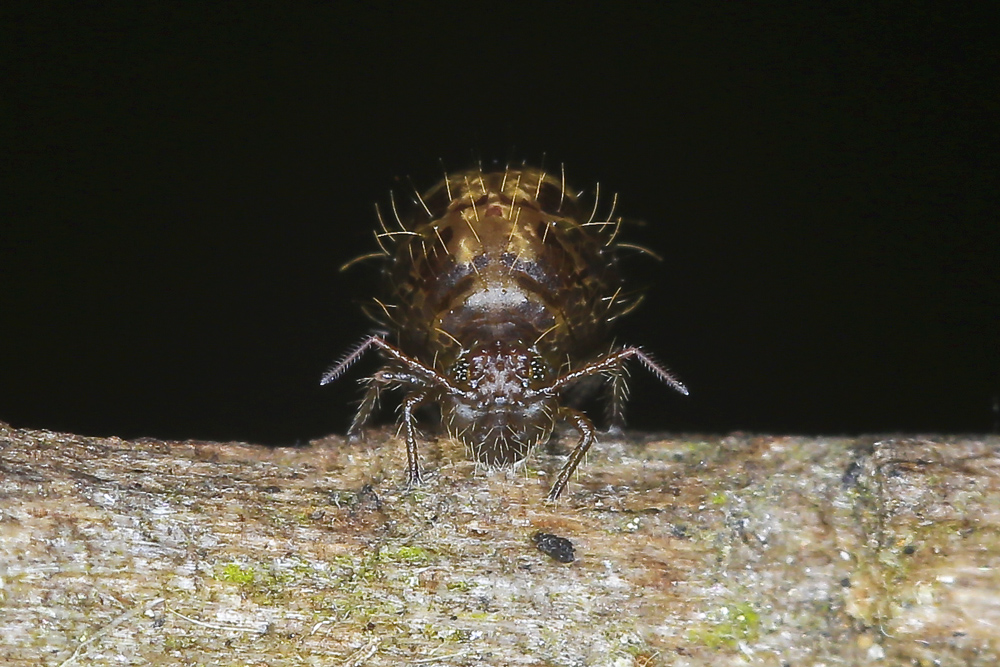 BU7A8511_3_13Juni2016_Alexander_Zelenko