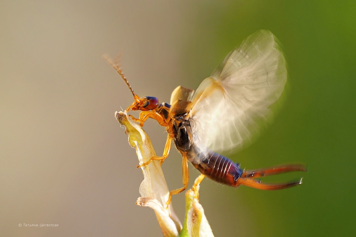 Forficula_auricularia_2018-08-01_19-02-30_5
