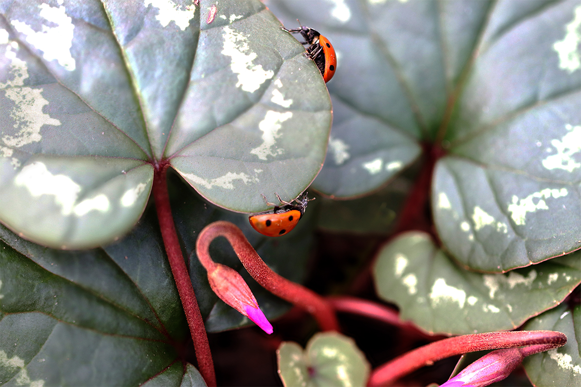 IMG_0713B_Radius8_Smoothing4_